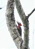 Red-necked Woodpeckerborder=